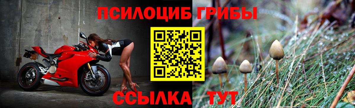 Галлюциногенные грибы Psilocybe Ессентуки
